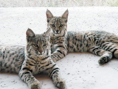 bobcat